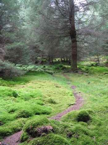 A path into the woods